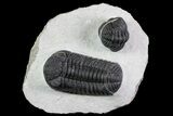 Prone + Enrolled Morocops Trilobites - Cool Piece #84530-1